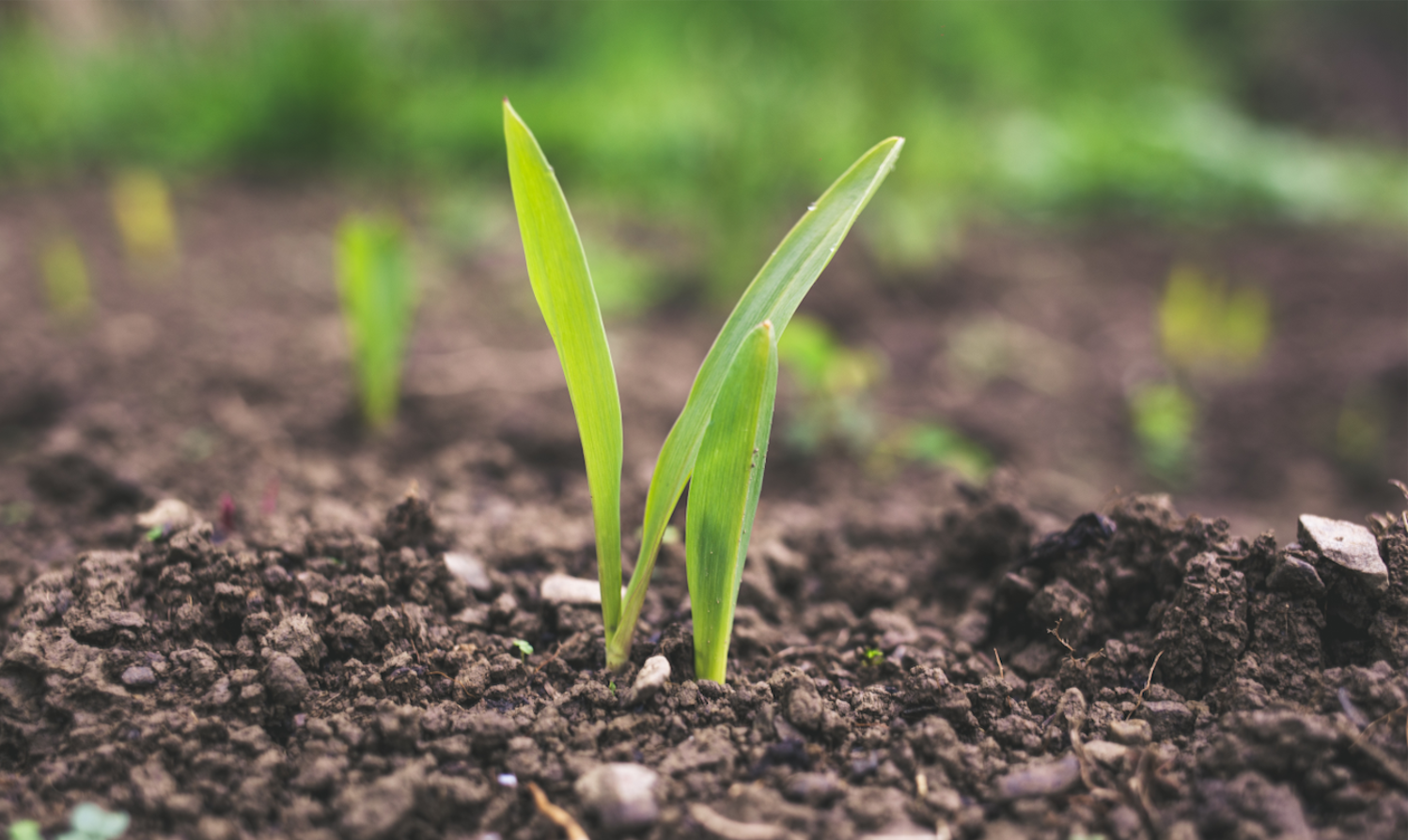 Soil Carbon Sequestration and Regenerative Agriculture